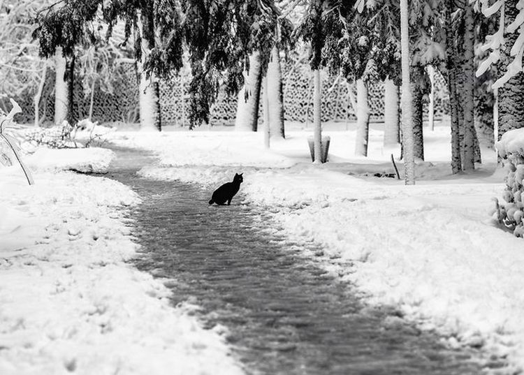 Виктора Клейменова