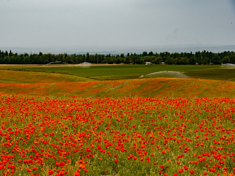 Владислава Ногая