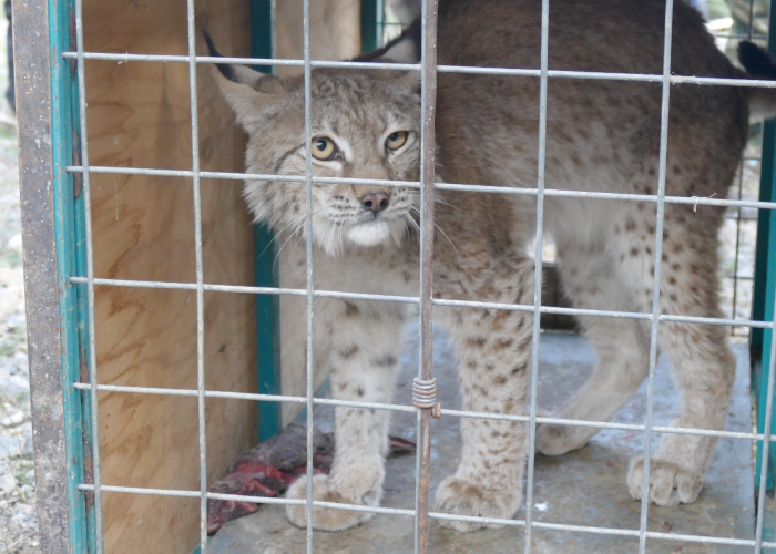 NABU-Кыргызстан