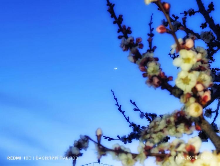 Василия Павлова