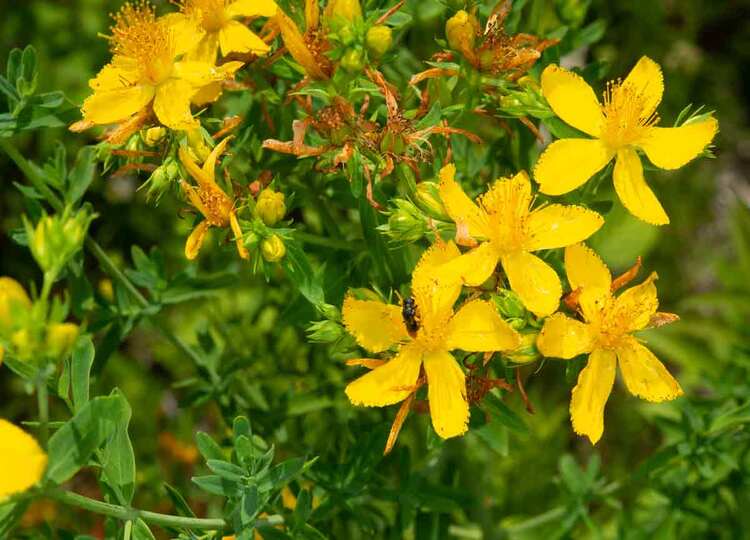 из интернета