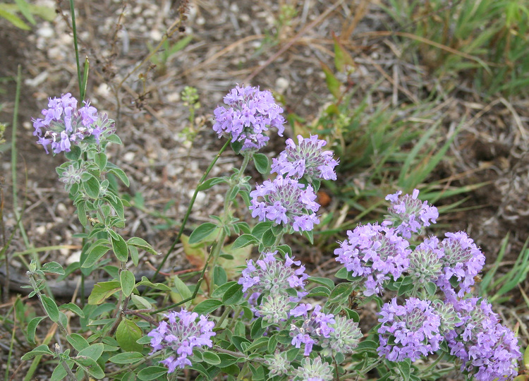 из интернета