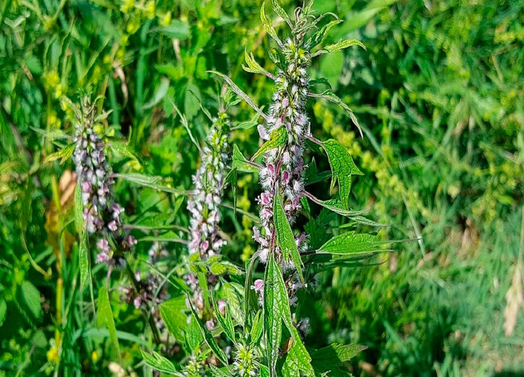 из интернета