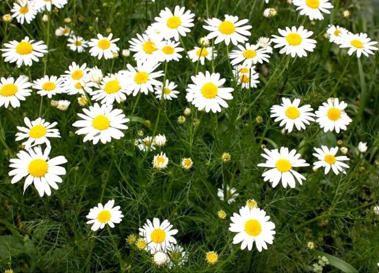 из интернета