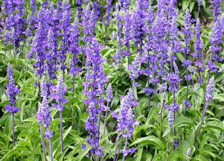 из интернета