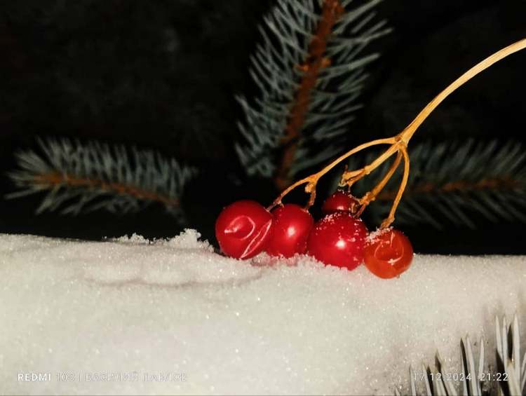 Василия Павлова