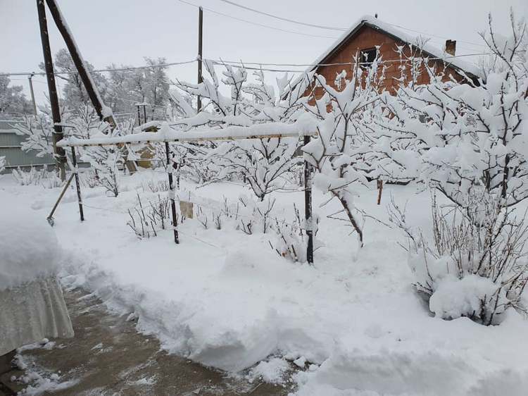 Айбека Султанова