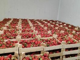Over 48 tons of fruits and berries from Kyrgyzstan delivered to Arkhangelsk