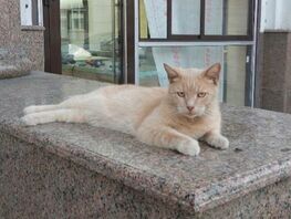 Отстрел кошек в&nbsp;Бишкеке. Город заполонят крысы&nbsp;&mdash; глава фонда &laquo;Добрые руки&raquo; 