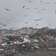 Фото 24-kg.com. Птицы постоянно кружатся над мусором