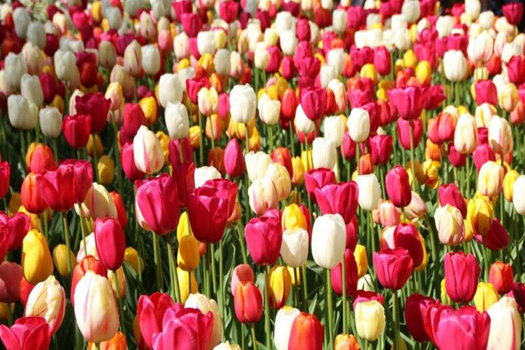 иллюстративное