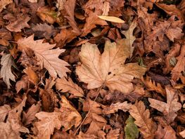 Что ждет бишкекчан на&nbsp;выходных. Прогноз погоды на&nbsp;20-23 ноября 