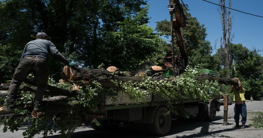 Петицию против вырубки здоровых деревьев призывают подписать кыргызстанцы 