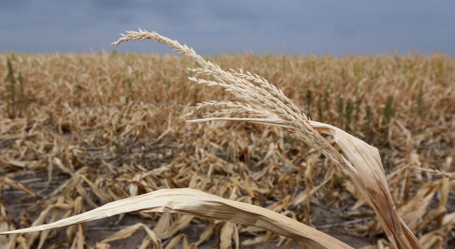 из интернета