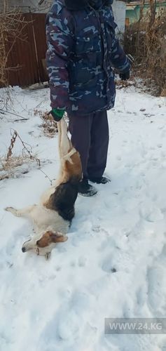 читателя 24-kg.com