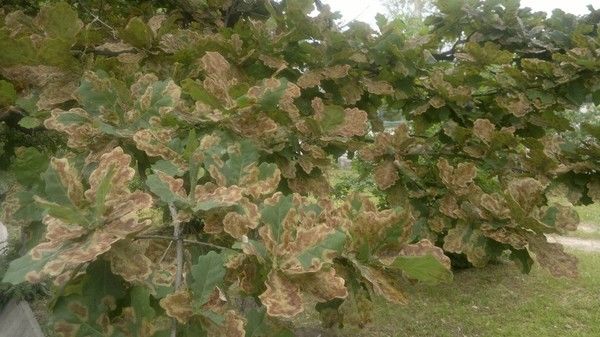 из Интернета