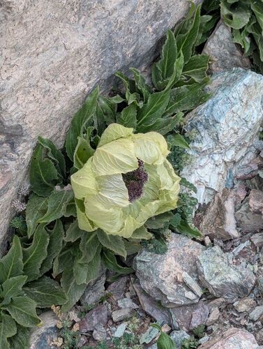 Дениса Будыло