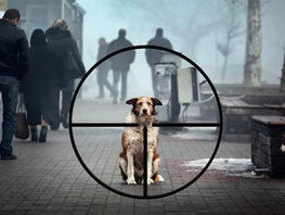 В&nbsp;Бишкеке жители возмущены отстрелом собак в&nbsp;жилом районе 