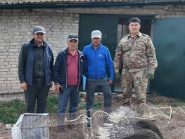 Факт незаконного содержания редких животных выявили в&nbsp;Кеминском районе 