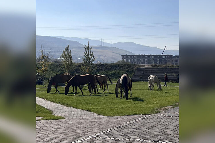 Салии Хуровой