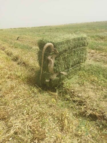 Социалдык тармактардан алынды