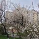 Фото Айгерим Кожокуловой. Зацветающий Бишкек, 22 марта