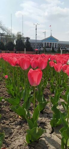 Анастасии Щербаковой