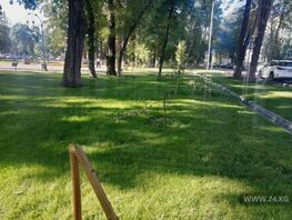 На&nbsp;бульваре Эркиндик сломали молодые деревья 
