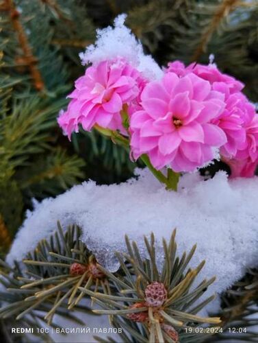 Василия Павлова