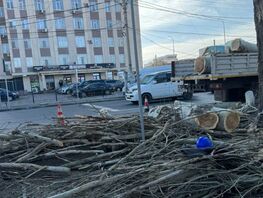Ради вывески кафе в&nbsp;Бишкеке спилили полувековой тополь 
