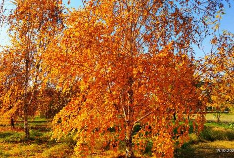 Выдра на&nbsp;охоте и&nbsp;осень в&nbsp;Бишкеке. Фото и&nbsp;видео читателей 24-kg.com 